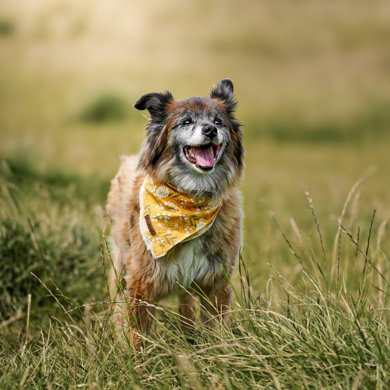 Mein Seelenhund Amber. Mittlerweile ist sie mit ihren 14 Jahren die Omi der Familie. Sie hat vor nun schon 12 Jahren ein großes Stück von meinem Herz geklaut und geht mit mit jeden Weg direkt an meiner Seite. Ganz Klar, ohne sie wäre ich heute nicht die die ich heute bin.  